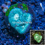 LiveAquaria® Cultured Goniastrea Brain Coral (click for more detail)