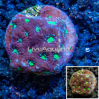 LiveAquaria® Cultured Favites Coral (click for more detail)