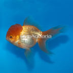 Oranda Goldfish (click for more detail)