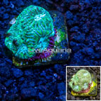Australia Cultured Goniastrea Coral (click for more detail)
