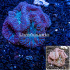 Australia Cultured Blastomussa Coral (click for more detail)