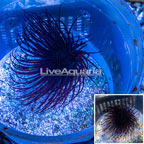 Tube Anemone  (click for more detail)