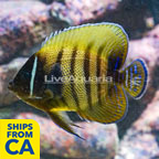 Six Bar Angelfish  (click for more detail)