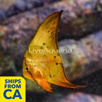 Orbiculate Batfish Expert Only [Blemish] (click for more detail)