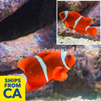 Maroon Clownfish (click for more detail)