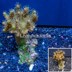 Devil's Hand Leather Coral Vietnam (click for more detail)