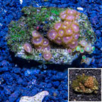 Zoanthus Coral Vietnam (click for more detail)