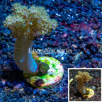 LiveAquaria® Cultured Tree Coral (click for more detail)