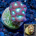 LiveAquaria® Cultured Blastomussa Coral (click for more detail)
