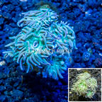 LiveAquaria® Cultured Ultra Duncan Coral (click for more detail)