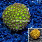 LiveAquaria® Cultured Leptastrea (click for more detail)