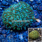 LiveAquaria® Cultured Galaxea Coral (click for more detail)