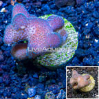 LiveAquaria® Cultured Stylophora Coral (click for more detail)