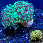 LiveAquaria® Cultured Hammer Coral (click for more detail)