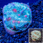 LiveAquaria® Cultured Ultra Chalice Coral (click for more detail)