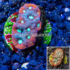 LiveAquaria® Cultured War Coral (click for more detail)