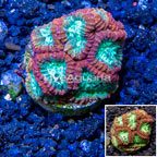 LiveAquaria® Cultured Favia Coral (click for more detail)