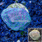 LiveAquaria® Cultured Pavona Coral (click for more detail)