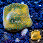 LiveAquaria® Cultured Montipora Coral (click for more detail)