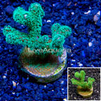 LiveAquaria® Cultured Pocillopora Coral (click for more detail)