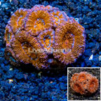 LiveAquaria® Cultured Acan Lord Coral (click for more detail)