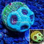 LiveAquaria® Cultured Goniastrea Brain Coral (click for more detail)