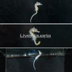 Dwarf Seahorse, Trio (click for more detail)
