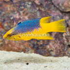 Spanish Hogfish (click for more detail)
