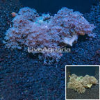 Pom Pom Xenia Coral Indonesia (click for more detail)