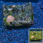 Rhodactis Mushroom Indonesia (click for more detail)