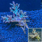 Sinularia Leather Coral Indonesia (click for more detail)