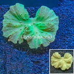 Green Cabbage Leather Coral Vietnam (click for more detail)