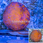Yellow and Maroon Sponge [Expert Only] (click for more detail)
