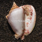 Caribbean Hermit Crab (click for more detail)