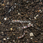 Coral Banded Shrimp (click for more detail)