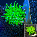 LiveAquaria® Cultured Holy Grail Torch Coral  (click for more detail)