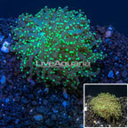 LiveAquaria® Cultured Frogspawn Coral  (click for more detail)