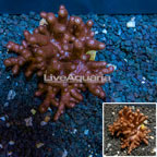 Blushing Leather Coral Vietnam (click for more detail)