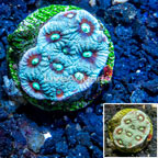 LiveAquaria® Cultured War Coral (click for more detail)