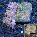 LiveAquaria® Cultured Pom Pom Xenia and Leptoseris Combo Coral (click for more detail)