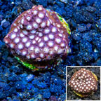 LiveAquaria® Cultured Cyphastrea Frag (click for more detail)
