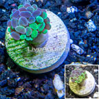 LiveAquaria® Cultured Hammer Coral (click for more detail)
