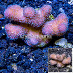 LiveAquaria® Cultured Stylophora Coral (click for more detail)