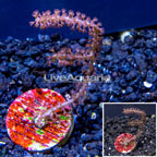 LiveAquaria® Cultured Purple Sea Whip (click for more detail)
