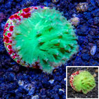 LiveAquaria® Cultured Cabbage Leather Coral (click for more detail)