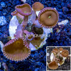 LiveAquaria® Cultured Protopalythoa Polyps (click for more detail)