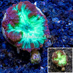 LiveAquaria® Cultured Blastomussa Coral (click for more detail)
