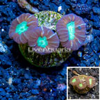 LiveAquaria® Cultured Candy Cane Coral (click for more detail)