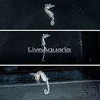 Dwarf Seahorse, Trio (click for more detail)