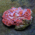 Chalice Coral Combo Indonesia (click for more detail)